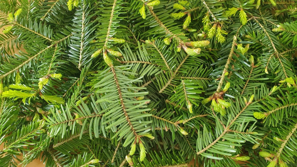 Sapin pectiné